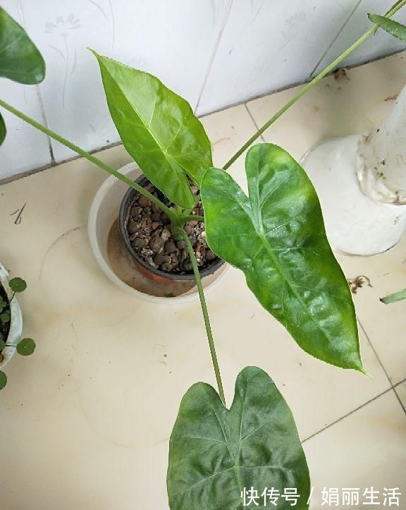客厅|这种“养人”花，窗台客厅摆一盆，干干净净又杀菌