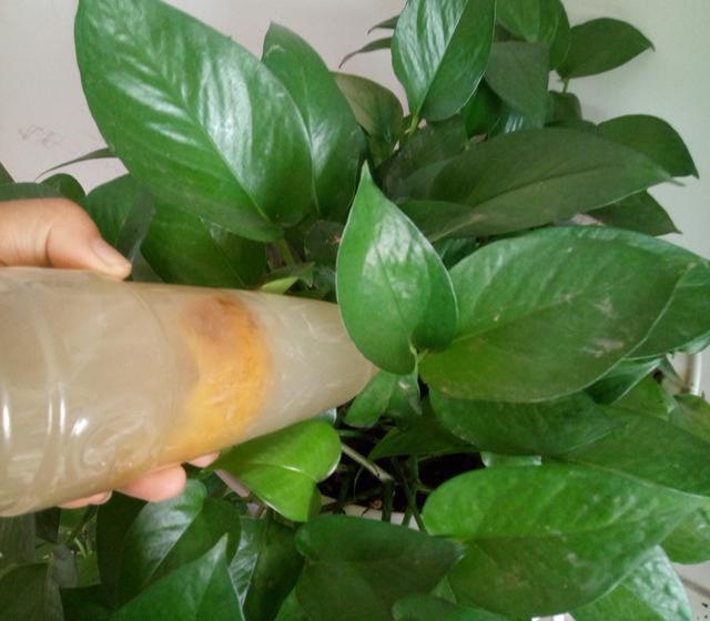 绿萝最爱喝的5种水,喝完长得贼快,叶子像刷了“绿油漆”