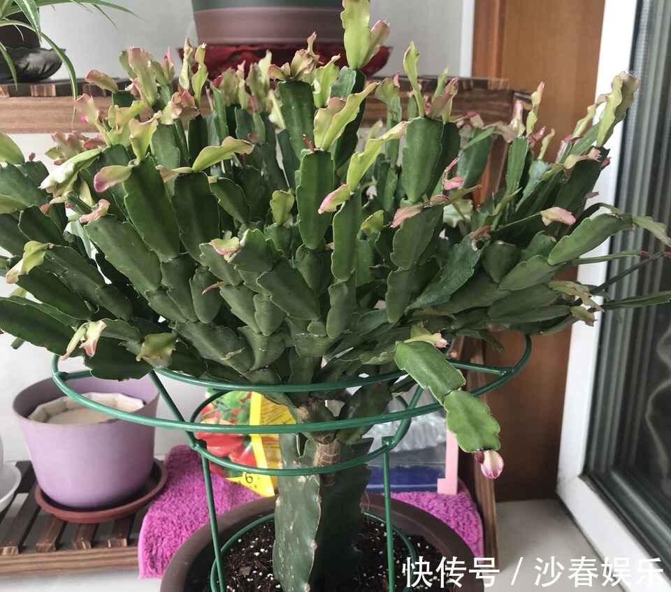 头顶端|蟹爪兰花期结束,养护注意“3点”,疯狂长叶子,入冬花苞翻2倍