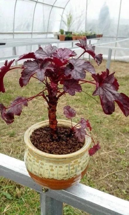 虎皮兰,红掌,吊兰养成老桩，变成大树，真壮观