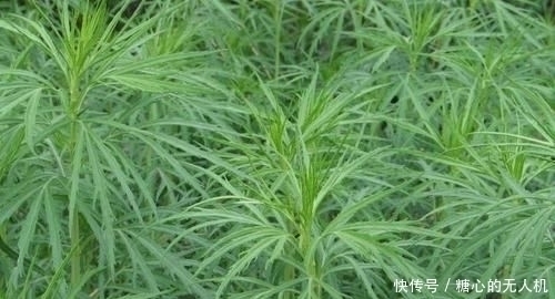 味道棒|它是降压“特效药”，农村遍地可见，营养丰富价值高，遇见别错过