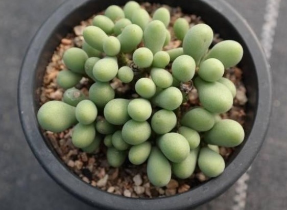 三种多肉植物不要养了,毒性很强大,特别家里有小孩