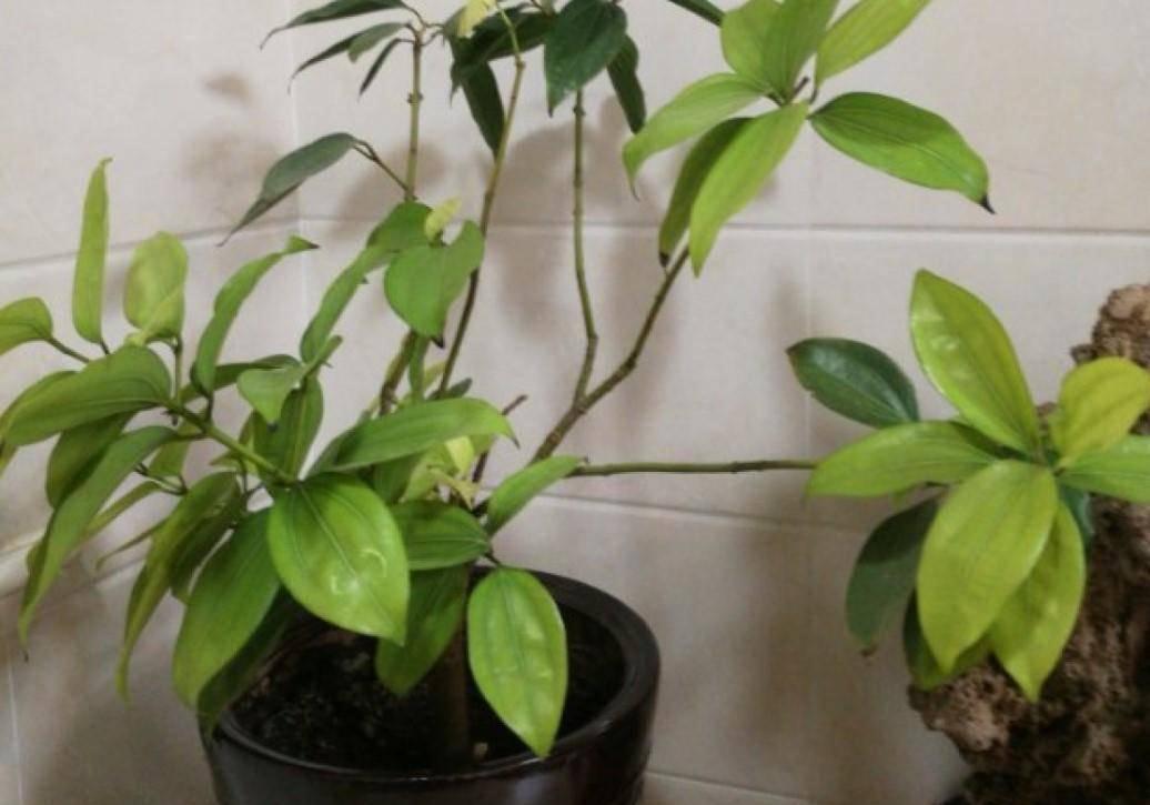 到了深秋,拿这3样“废物制肥”,养花效果显著,还不用花钱