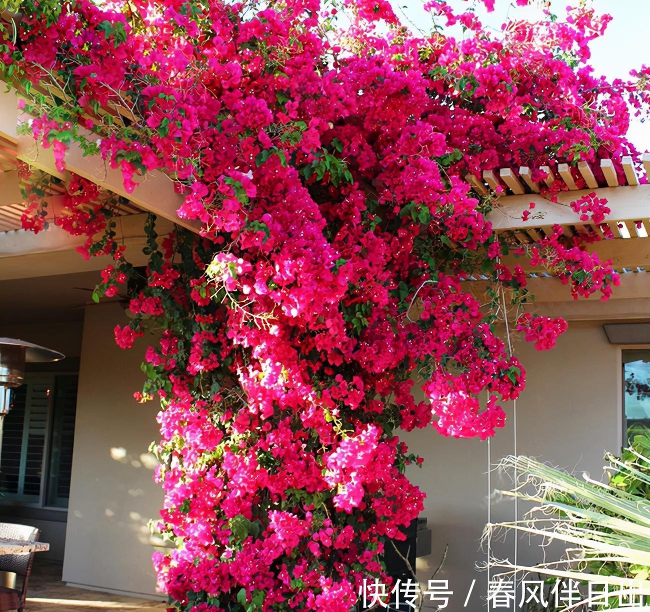 叶片|适合9月养的花，花大色艳，爱开花，很漂亮，关键很好养