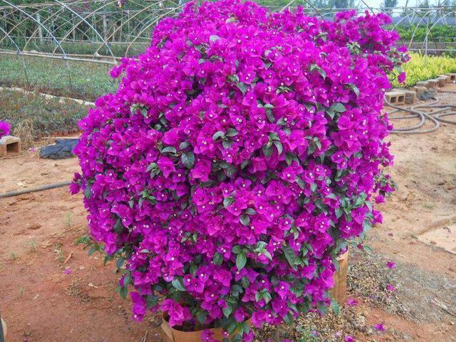 三角梅不难养开花更是赏心悦目,怎么给三角梅浇水,花期花苞更多