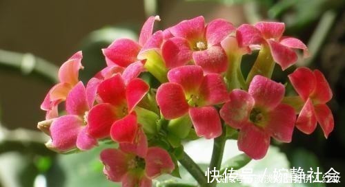 花友们|夏季长寿花黑腐现象严重,“反着”来养,养出更多侧芽更容易爆盆