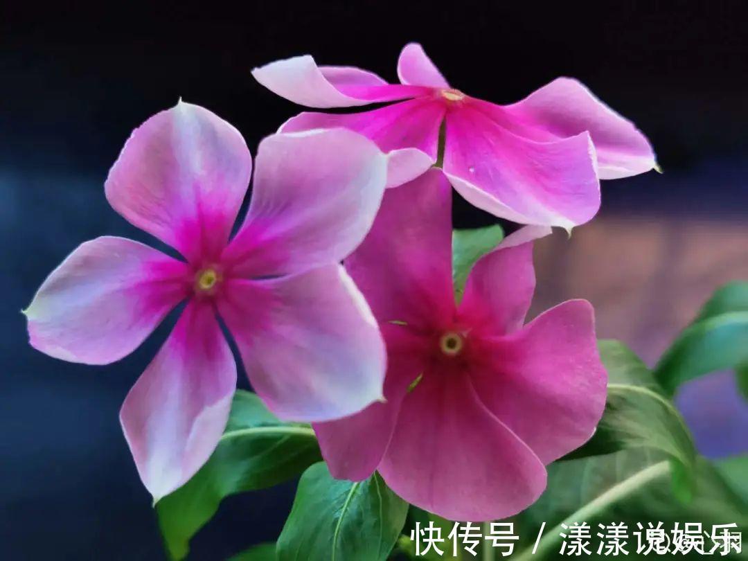 荆芥|7种花最干净,门口、窗台放一盆,蚊虫不敢靠近!