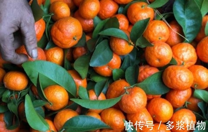 砂糖橘|“砂糖橘”很多都带着叶子卖，这个原因：你或不知道