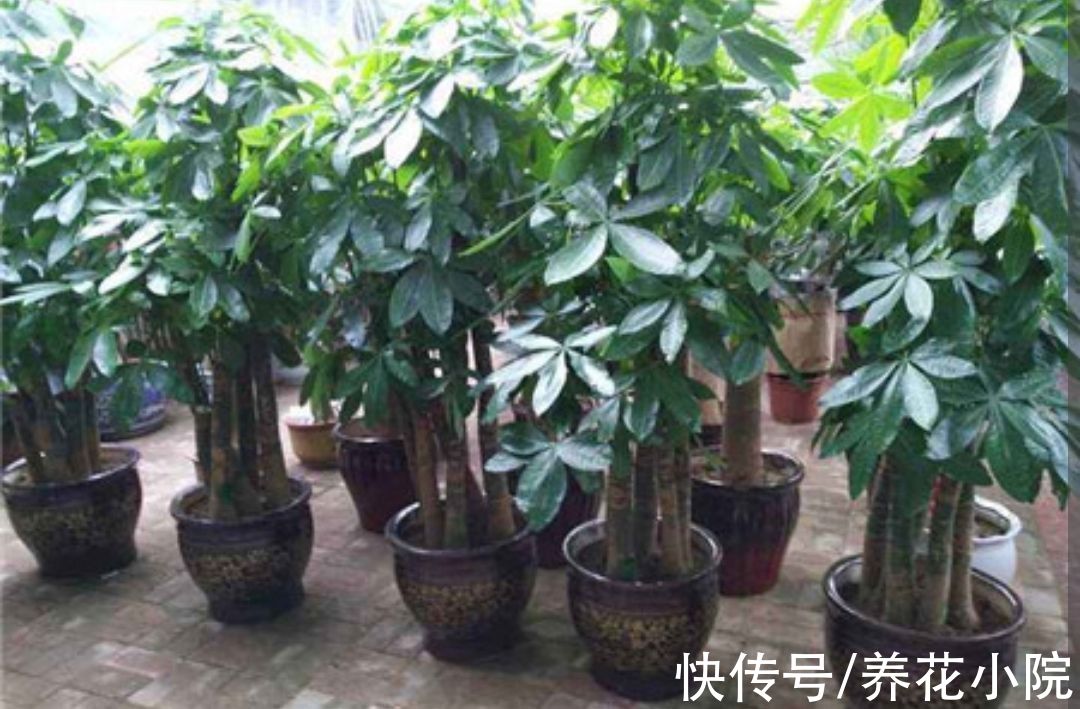 黄叶|养发财树，记住4个“顺口溜”，避免烂根黄叶，长得旺