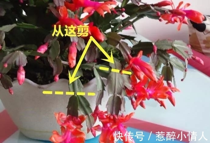 冬天修剪分“轻重”,有的花剪狠了,再也不开花