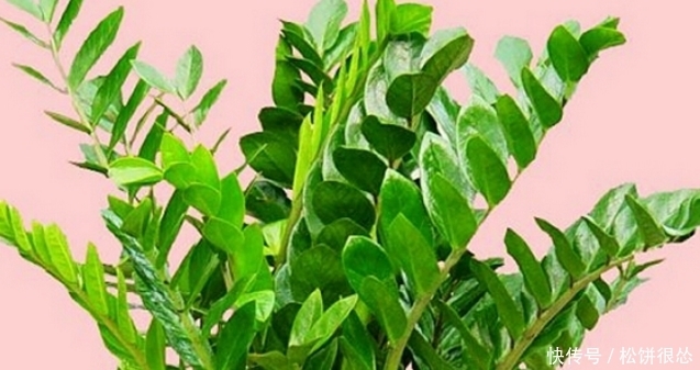 这种盆栽植物有个很俗气的名字，能分解甲醛、调节空气湿气！