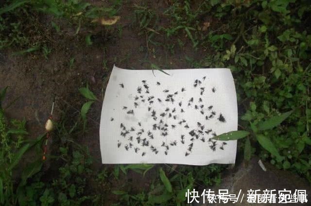 蛆虫|钓白条鱼真是累人,用我分享的方法,只要你下钩,它就在那等你