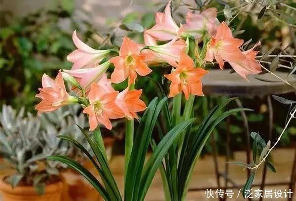 家庭养花,冬天不得不提的7个细节
