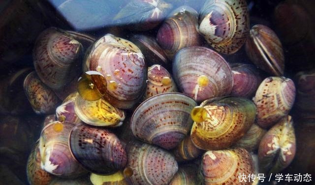 洗蛤蜊时，只加盐是错的！多加这一样，蛤蜊大喘气，把沙吐个精光