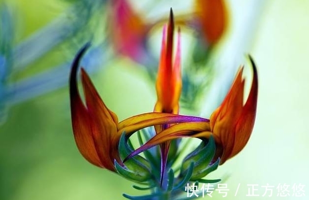 观赏|世界上最稀有的花,有些美的让人不可思议,是观赏精品