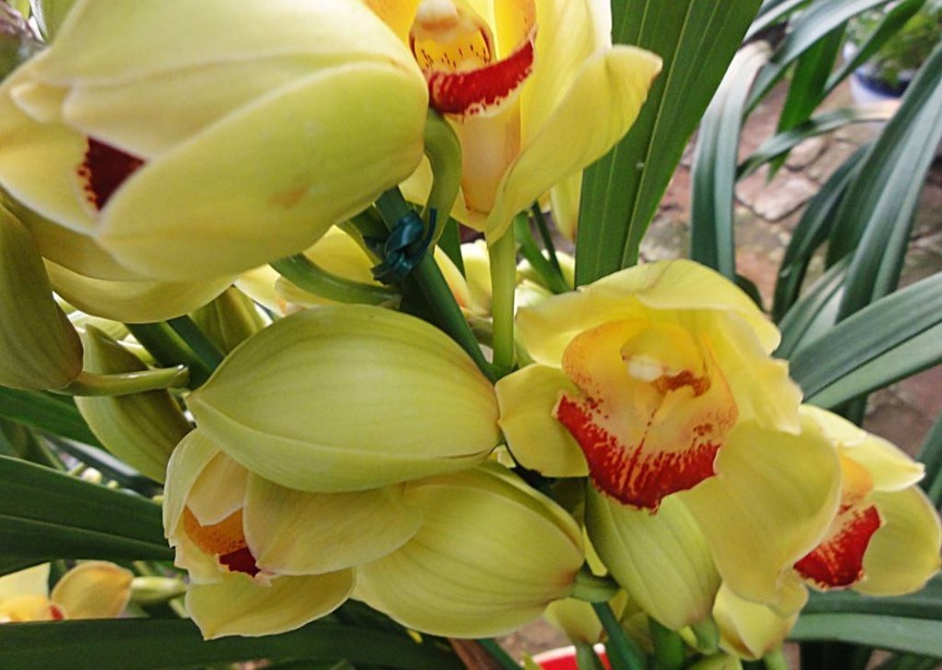 此花幽香典雅,多姿多彩的花色给人赏心悦目之感,寓意为高贵雍容