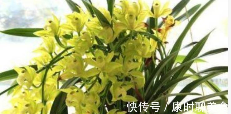 兰花|出门随手捡“3物”回来，丢兰花盆里，营养又透气，不烂根开花多