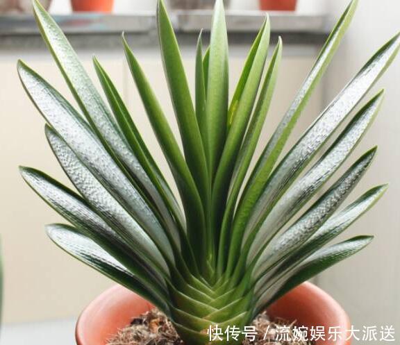 君子兰|君子兰都是被浇死的老花农教你以下几招,3分钟学会正确浇水方