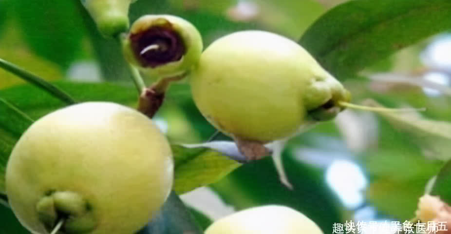 黄豆芽|想长寿全靠吃,3种食物换着来,降脂降压,增强体质,身体棒棒哒