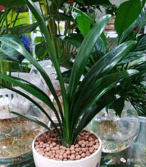 在家自己制作花肥，方法简单，营养全面，养什么花都旺盛