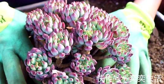 多肉|养棵多肉蓝苹果,大水大肥伺候,一年能爆10个头,养成群生肉墩子