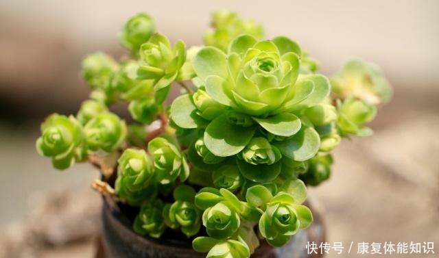 多肉植物长得很慢，怎样才能养爆盆！