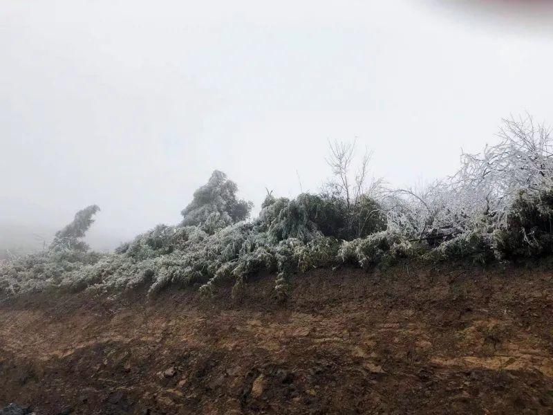 到底|下雪了！多图解锁海拔1500米的石柱七曜山雪景到底有多美？