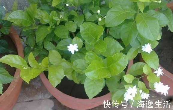 浇水|茉莉盆栽开花少，别怪人不争气，没满足这些条件，谁养都一样