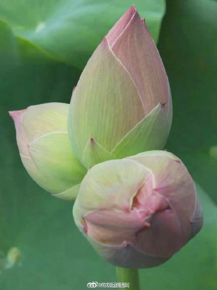 浙江|浙江发现八株并蒂莲