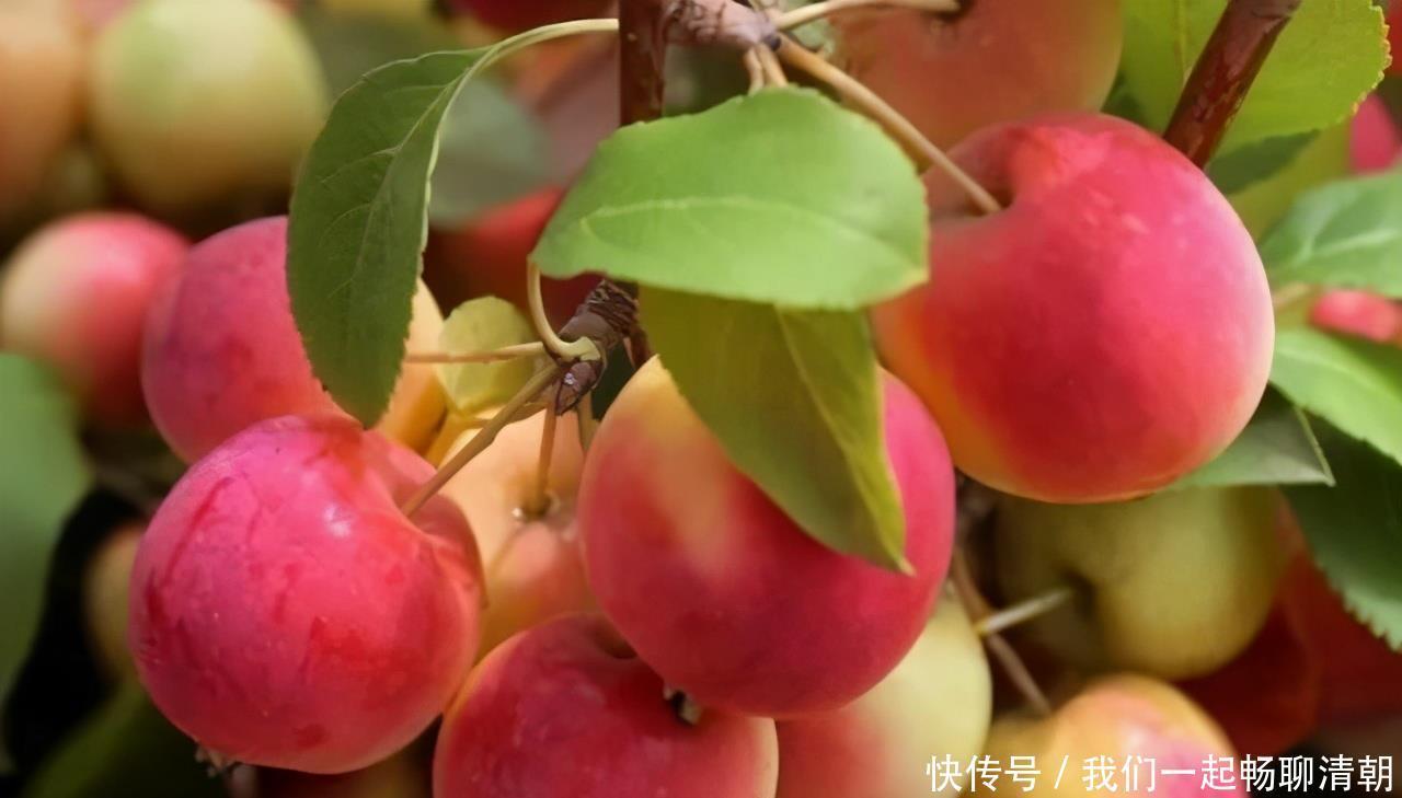 黑米|会吃的人最健康,3种食物离不开,营养丰富有益健康,试试看