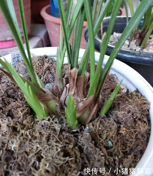 花葶|兰花为什么不开花清楚兰花叶芽和花芽的发育过程,开花爆盆