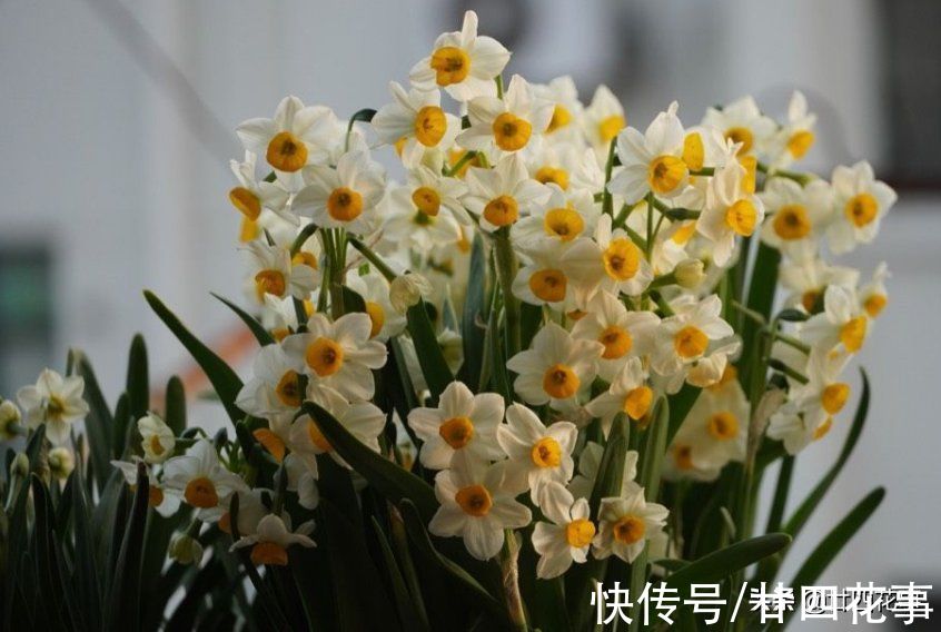 5种“一次性花”，开完花扔掉吧，浪费精力继续养，忒不划算