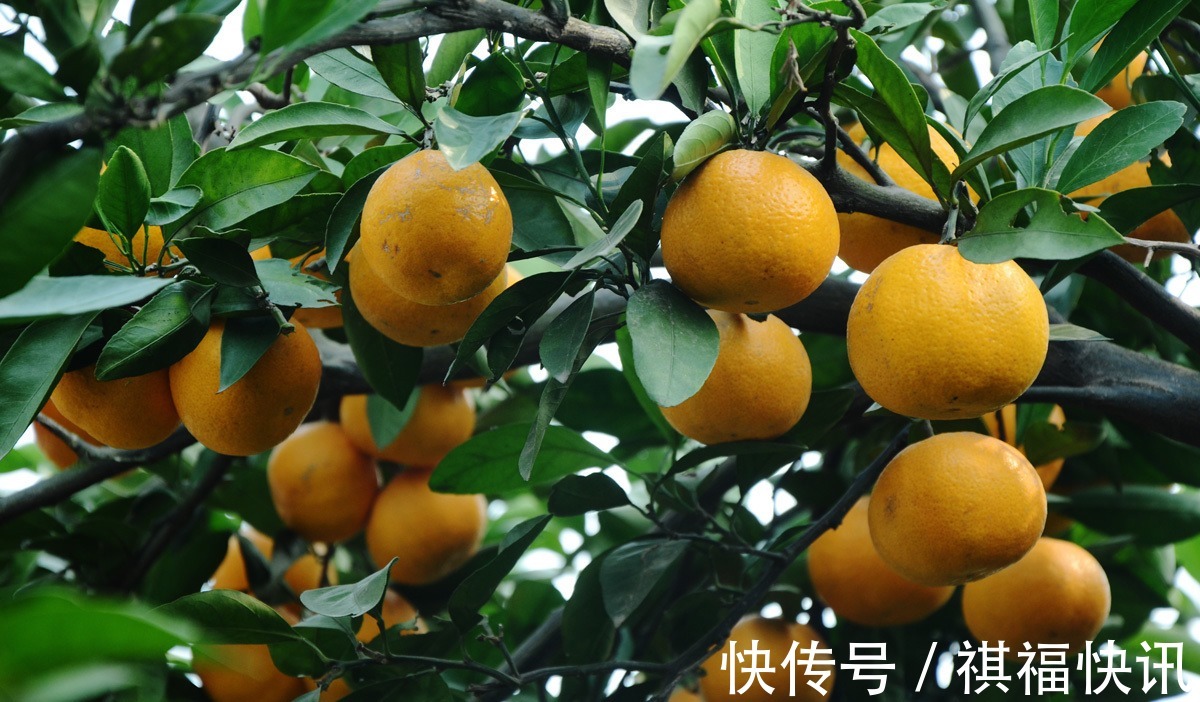 人参|冬天多吃萝卜身体好，但要注意萝卜不能与以下3类食物一起吃