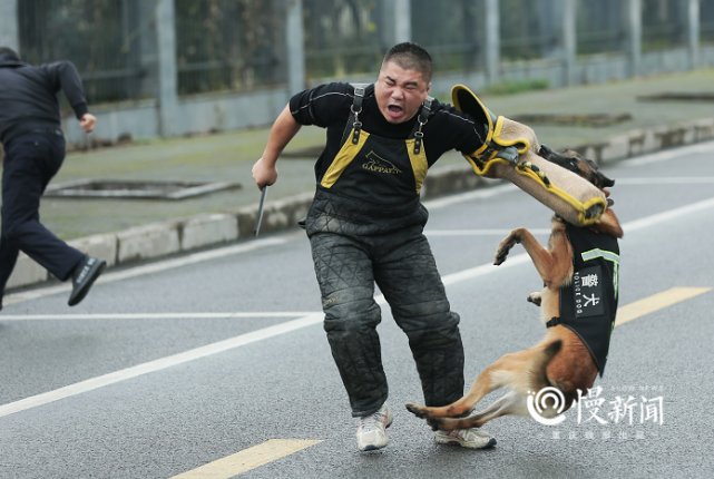 汪星|重庆警犬大比武，看“汪星人”如何找到隐藏的“爆炸物”