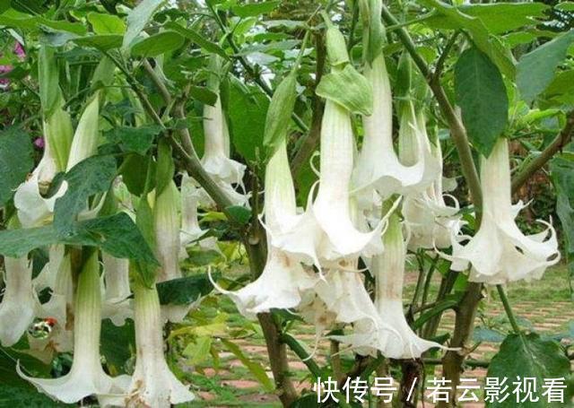 神秘的曼陀罗花，原来在农村随处可见，且有很多作用，见到别乱采