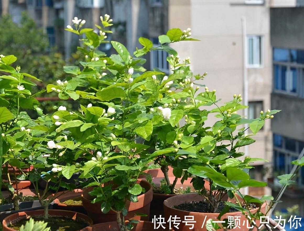 秋天养茉莉,3个“要点”要牢记,不然黄叶,落叶子,拖拉一米长