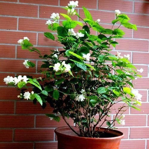 最厉害的养花营养液给茉莉花喝一勺,四季油绿,花开洁白