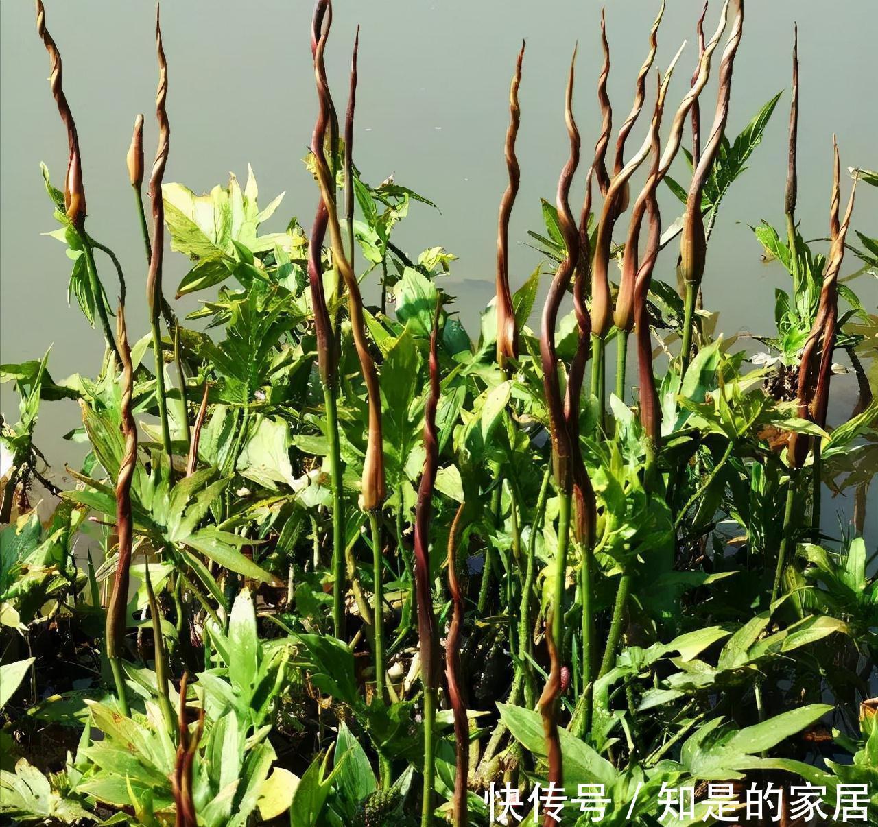 野花野草|农村一种全身长刺的野草，蛇见到都怕，人们却用来煲汤