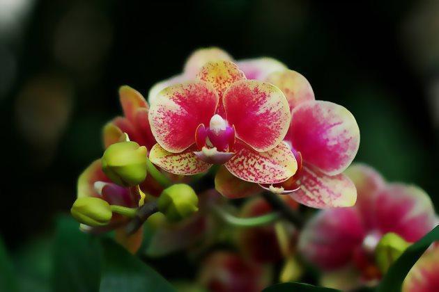 买回来的蝴蝶兰，这样养护，茎壮花也多，萌新涨姿势