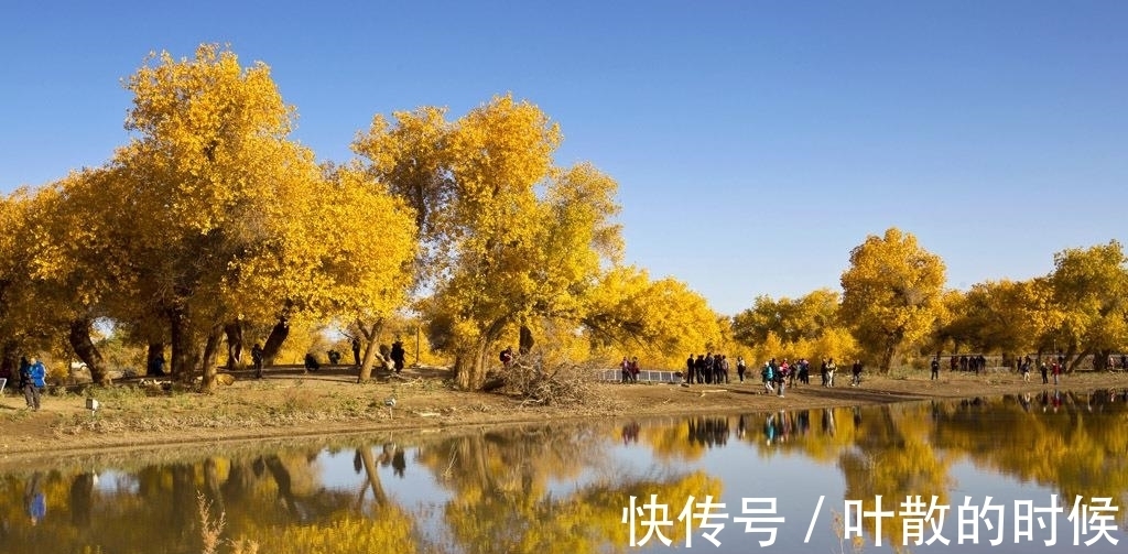 额济纳|经历了冬、春、夏的磨砺，额济纳胡杨林将秋色渲染到了极致