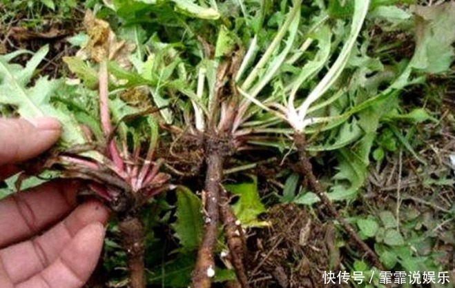 不宜食用|蒲公英泡水百利但有3害，很多人不清楚，现在清楚还不晚，了解下