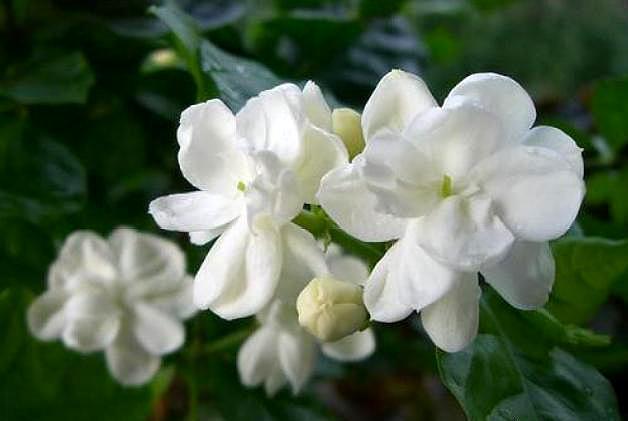 浇水|北方就养这种花，剪根枝条插上就成活，香味十足，花开300多天