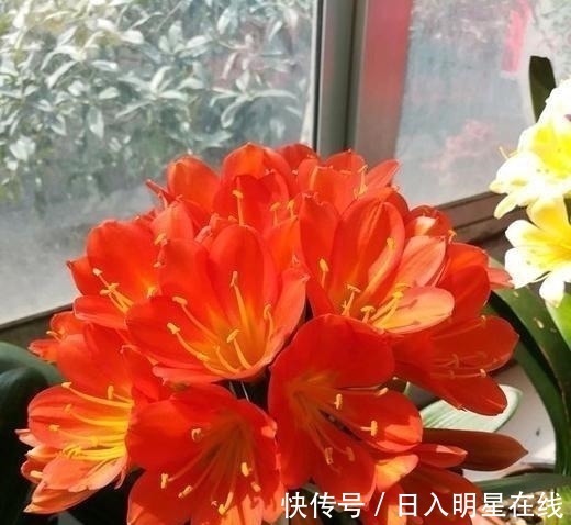 月季|这5种花,不要钱也不能养,全都有毒,养了后悔都来不及