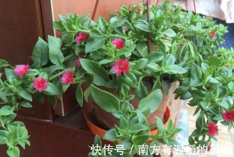 好兆头|家里养这几款植物,旺宅招财好兆头,红红火火旺事业,家中必备