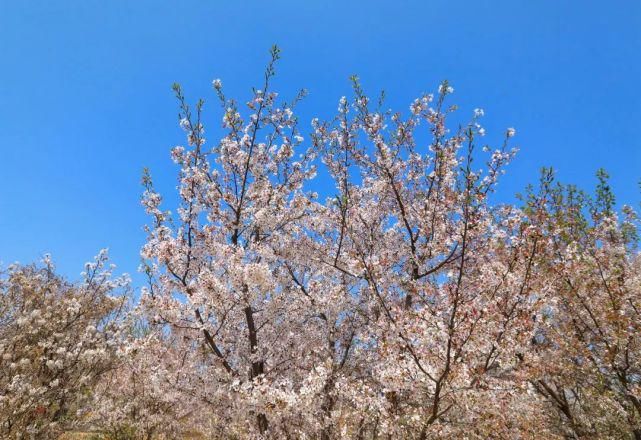 实拍，实拍，4月3日狼牙山万亩花海实拍来啦！