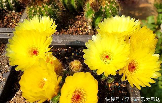 球属|养仙人球,“高手”这样养,做到几点,什么品种也开花