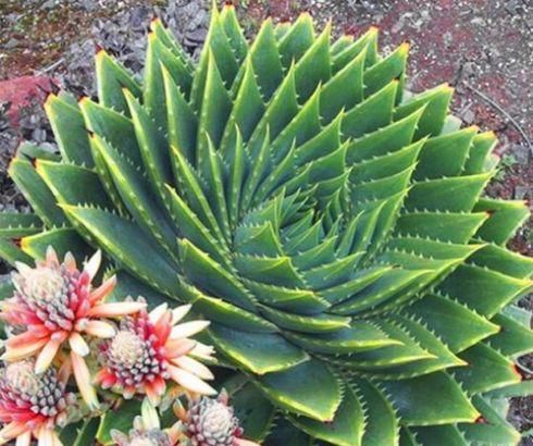  芦荟|物以稀为贵，1盆芦荟上万元，就这颜值？你值得拥有