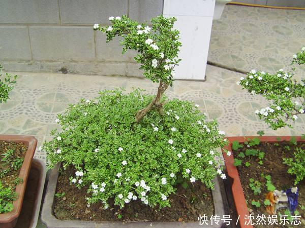 盆景|喜欢盆景就养它,1个枝能扦插,6月开花多又美,美过金枝玉叶