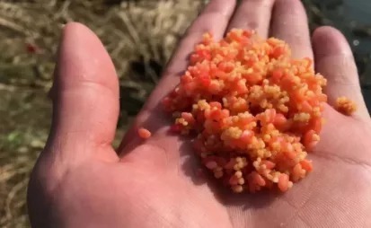 冬季钓鱼没口怎么办?原因和应对方法都在这!