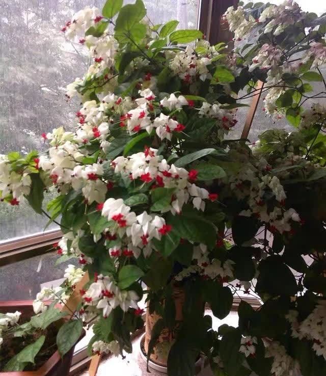 这花真奇特，开花似瑞龙吐珠，家里养几盆，典雅又大方